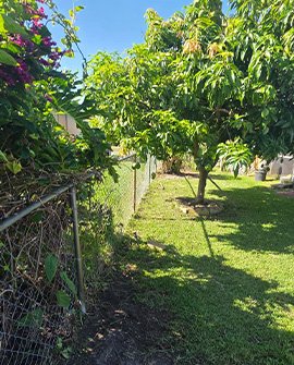 Palm Tree Trimming Guide