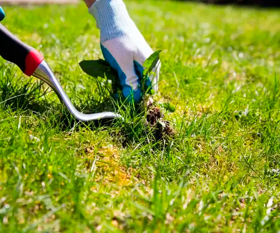Thorough Lawn Weeding Services